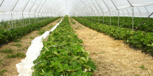 plants growing in high tunnel